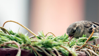 a sparrow sitting on grass finding some food and insects