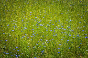 green grass and blue cornflowers