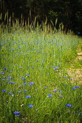  cornflowers in the field in the woods