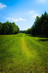 road in the field