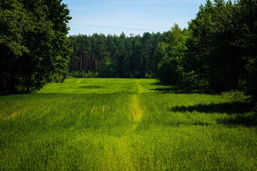 grass field