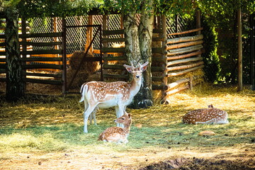 deer in the park