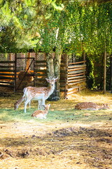 deer in the yard