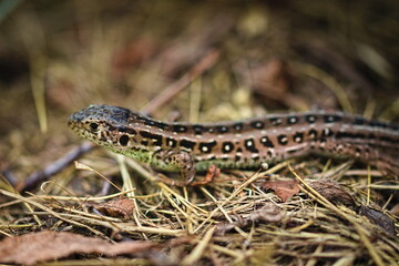 lizard on the grass