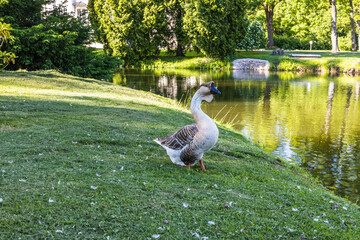 Wild ducks stand on the grass near the pond