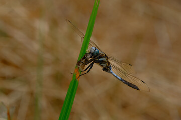 シオカラトンボ