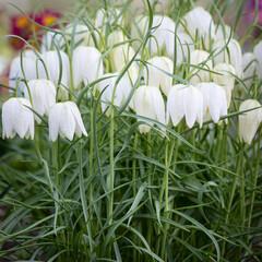 Fritillaria Meleagris flower buds in the garden in bed with a warm sunny day.
