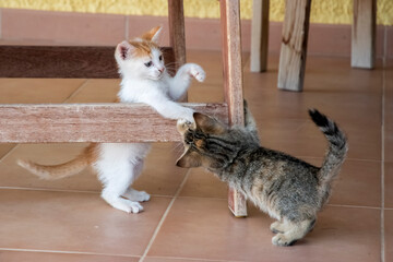 Little kittens playing on house terrace closeup
