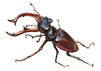 Stag beetle isolated on white background