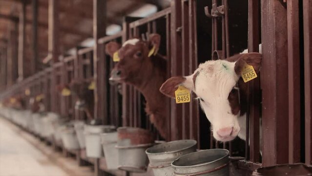 Cows eat hay in the barn. Large modern cowshed with Braunschwitz cows. Lots of cows in the barn. Lots of Brunschwitz cows in cowshed.