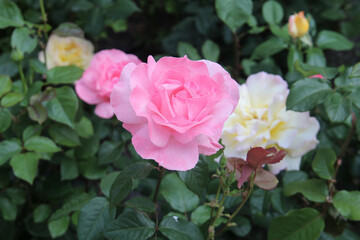 beautiful Bulgarian roses in the town of Sveti Vlas on the Black Sea