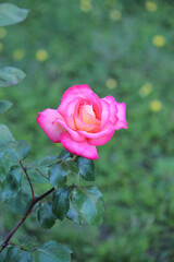 beautiful Bulgarian roses in the town of Sveti Vlas on the Black Sea
