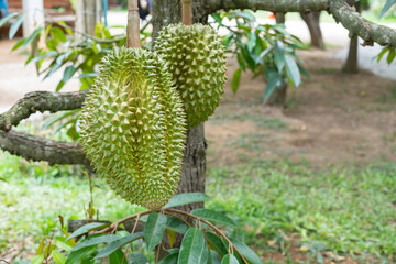 thailand fresh durians on tree