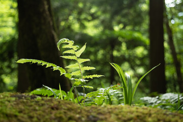Fern and small plants growing in the forest 2