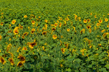 Ein Sonnenblumenfeld fängt an auf zu blühen
