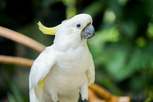 Picture of a yellow crested cockatoo standing on a branch and looking at the camera