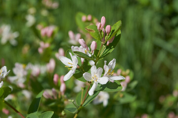 Frangula alnus flowering bush, blooming white flower close up detail, dark green leaves blurry background.