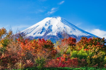 Fototapeta premium 富士山と紅葉 山梨県富士吉田市農村公園にて