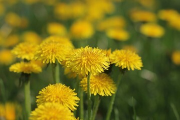 yellow dandelion flowers