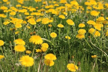 Obraz premium yellow dandelions in the grass