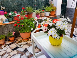 flower pots with beautiful flowers of different colors