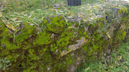 moss detail on wet rocks
