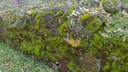 moss detail on wet rocks