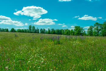 Summer meadow.