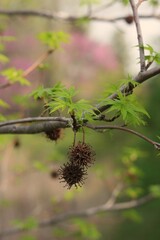 green leaves on a branch