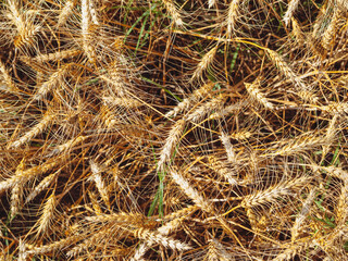 Top view Golden wheat field close up. Ukranian fields with rye. World food crisis concept