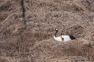タンチョウ子育て背中に乗りたいひな鳥