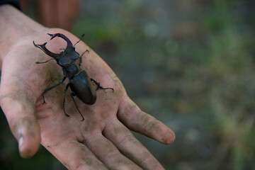 stag beetle on a tree