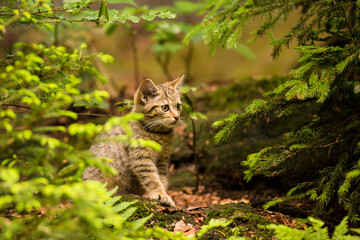 brown colored wild cat kitten (Felis silvestris) sitting in a forest staring forward