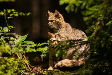 Brown colored wild cat in the forest with its kitten sitting in a forest staring forward