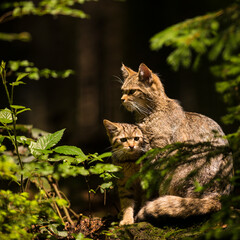 brown colored wild cat in the forest with its kitten sitting in a forest staring forward