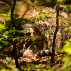 Brown colored wild cat in the forest with its kitten sitting in a forest staring forward