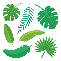 Tropical leaves simple vector illustration. Monstera philodendron leaf, fan paplm leaf, banana leaf. Vector illustration flat design.