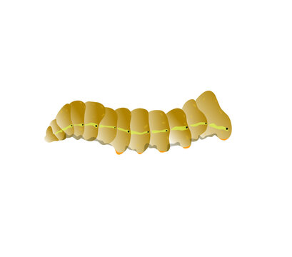Bombyx mori, silkworm and cocoon. Silk cultivationVector illustration