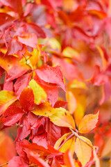 Red fall leaves of wild grapes. Autumn natural background with red leaves. Autumn concept