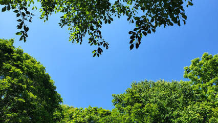 樹木と空