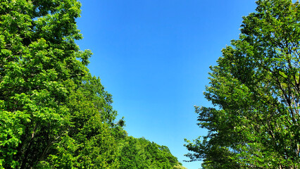 樹木と空