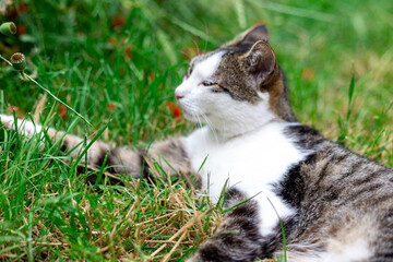 a gentle gray cat caresses in the grass and sniffs the flowers 