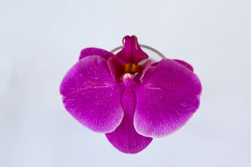 a delicate orchid flower in a glass on a white background 