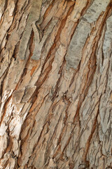 Bark texture and background of a old fir tree trunk.