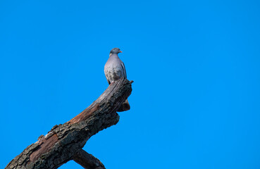 A plump woodpigeon, sat on a branch in its natural environment in spring