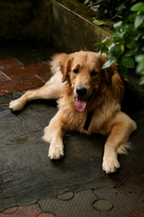 a beautiful, hairy golden retriever dog laying down and relaxing at evening in the rainy season