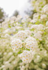 White bushes of spirea flowers
