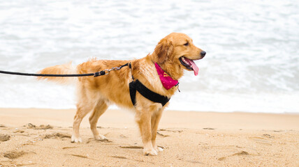 a beautiful golden retriever dog wearing a dog harness and a leash standing on sand in a beach in an evening at summer