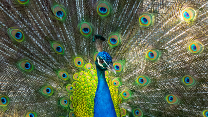Fototapeta na wymiar Peacok displaying its beautiful feathers