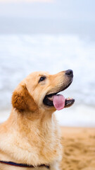 close-up headshot of a beautiful and happy golden retriever dog looking up with its tongue out on a day out at the beach